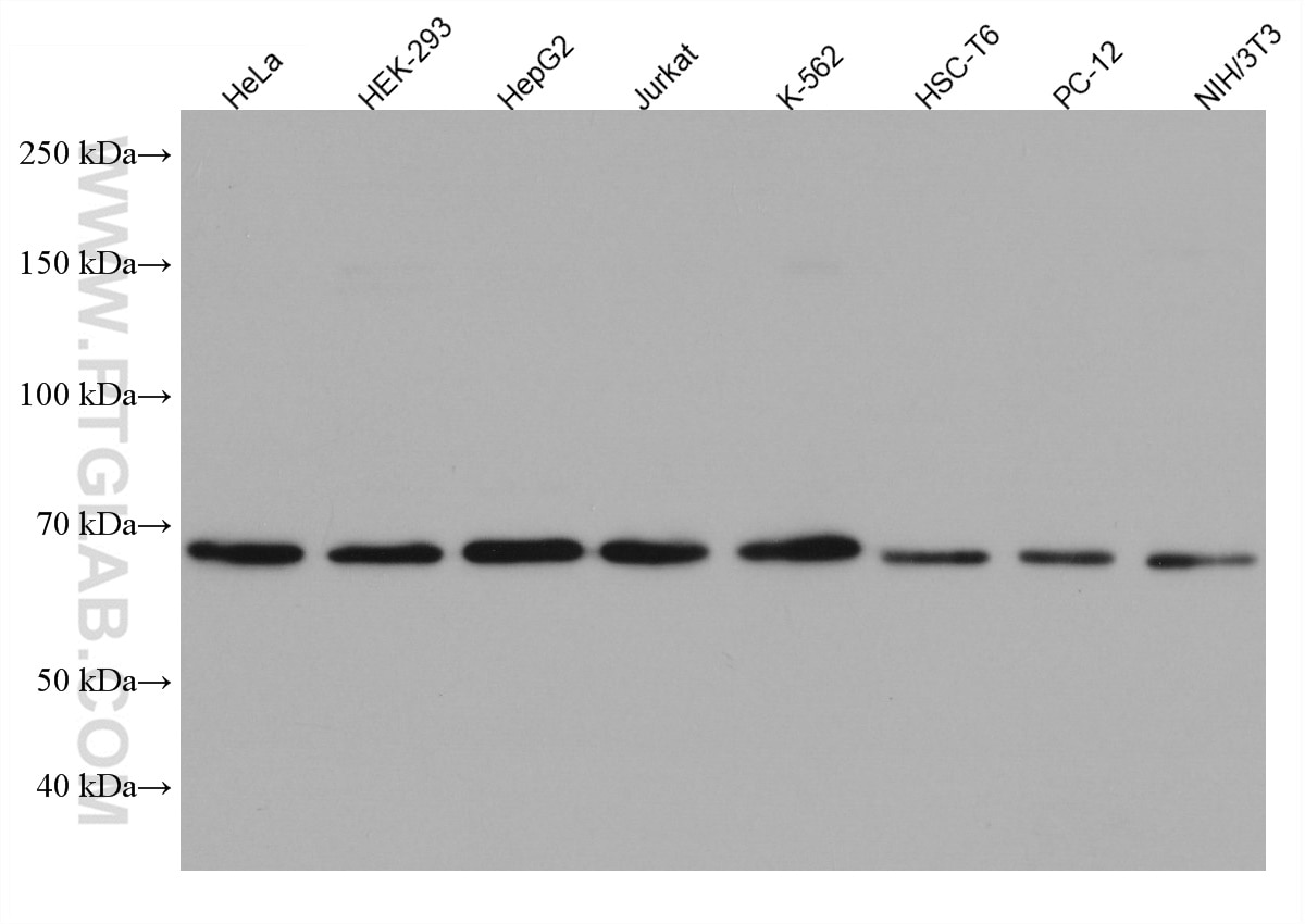 Western Blot (WB) analysis of various lysates using G3BP1 Monoclonal antibody (66486-1-Ig)