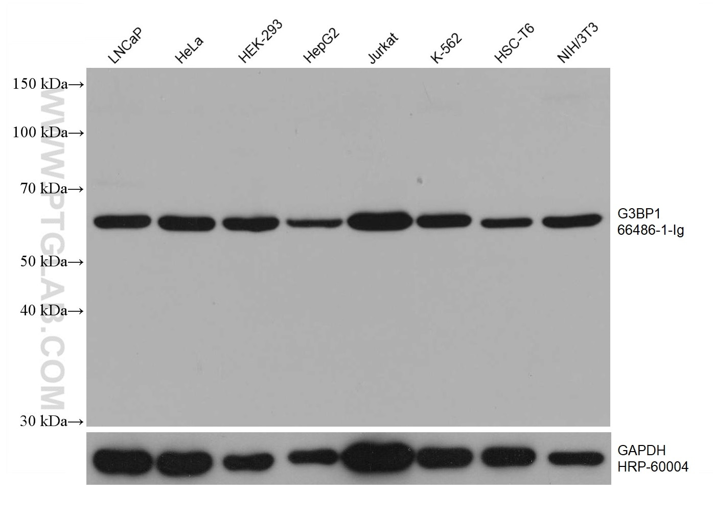 Western Blot (WB) analysis of various lysates using G3BP1 Monoclonal antibody (66486-1-Ig)