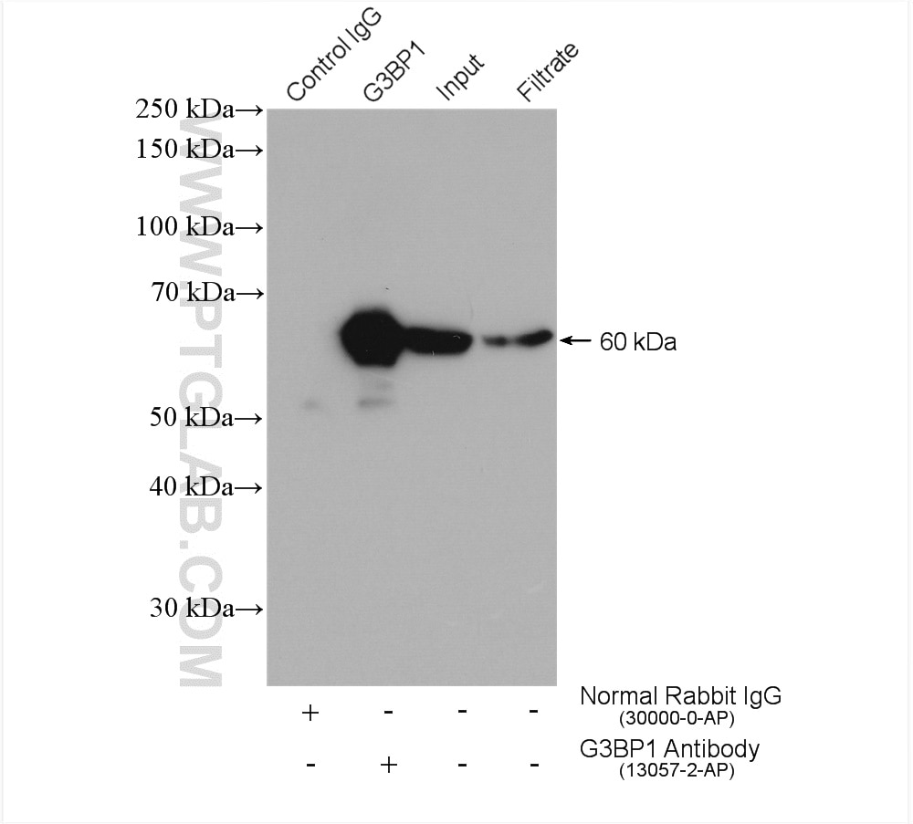 Immunoprecipitation (IP) experiment of HEK-293 cells using G3BP1 Polyclonal antibody (13057-2-AP)