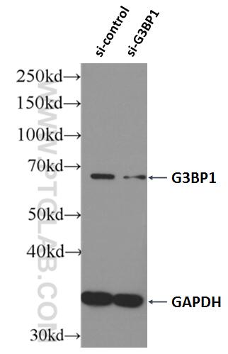 Western Blot (WB) analysis of HEK-293 cells using G3BP1 Polyclonal antibody (13057-2-AP)