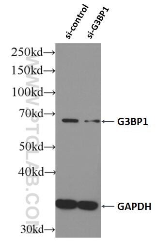 WB analysis of HEK-293 using 13057-2-AP