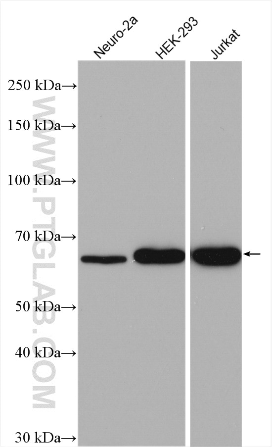 Western Blot (WB) analysis of various lysates using G3BP1 Polyclonal antibody (13057-2-AP)