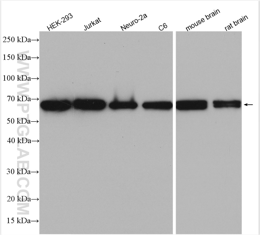Western Blot (WB) analysis of various lysates using G3BP1 Polyclonal antibody (13057-2-AP)
