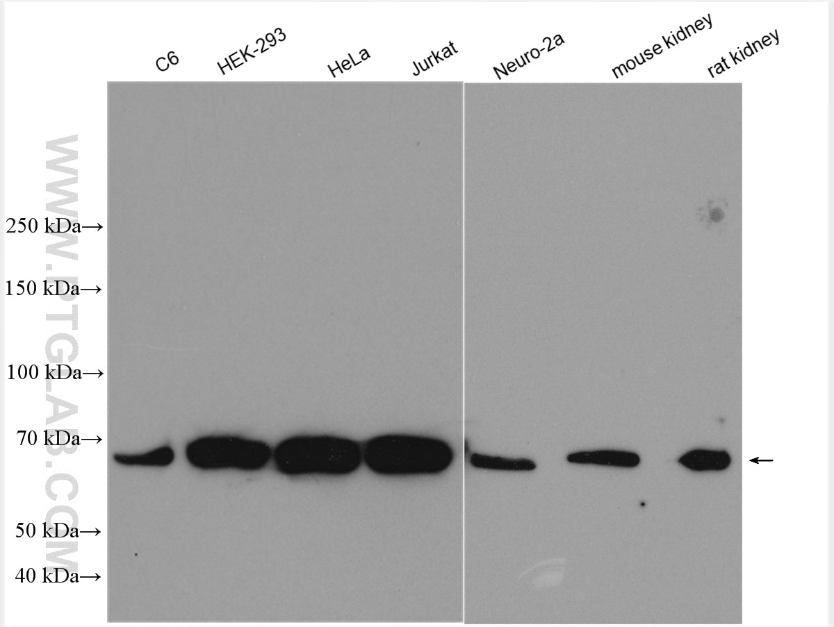 Western Blot (WB) analysis of various lysates using G3BP1 Polyclonal antibody (13057-2-AP)