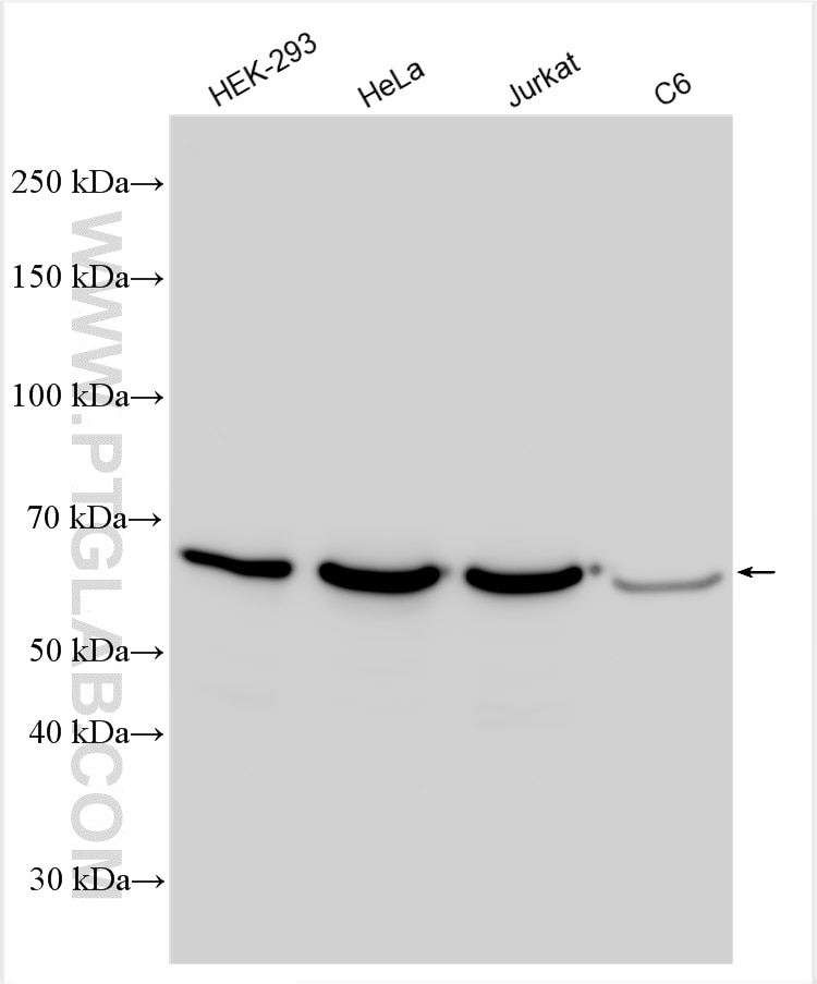 Western Blot (WB) analysis of various lysates using G3BP1 Polyclonal antibody (13057-2-AP)