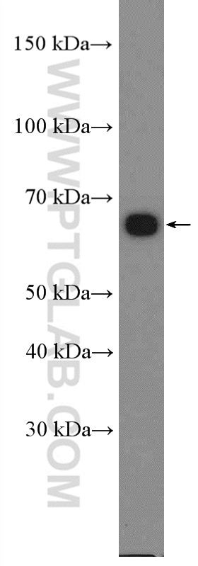 Western Blot (WB) analysis of MCF-7 cells using G3BP1 Polyclonal antibody (13057-2-AP)