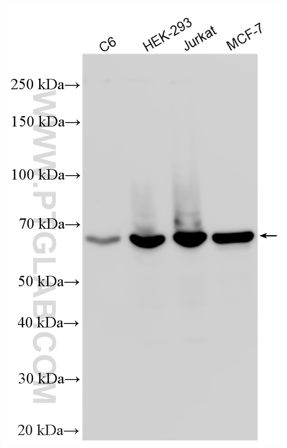 Various lysates were subjected to SDS PAGE followed by western blot with 13057-2-AP (G3BP1 antibody) at dilution of 1:15000 incubated at room temperature for 1.5 hours. Western Blot (WB) analysis of various lysates using G3BP1 Polyclonal antibody (13057-2-AP)
