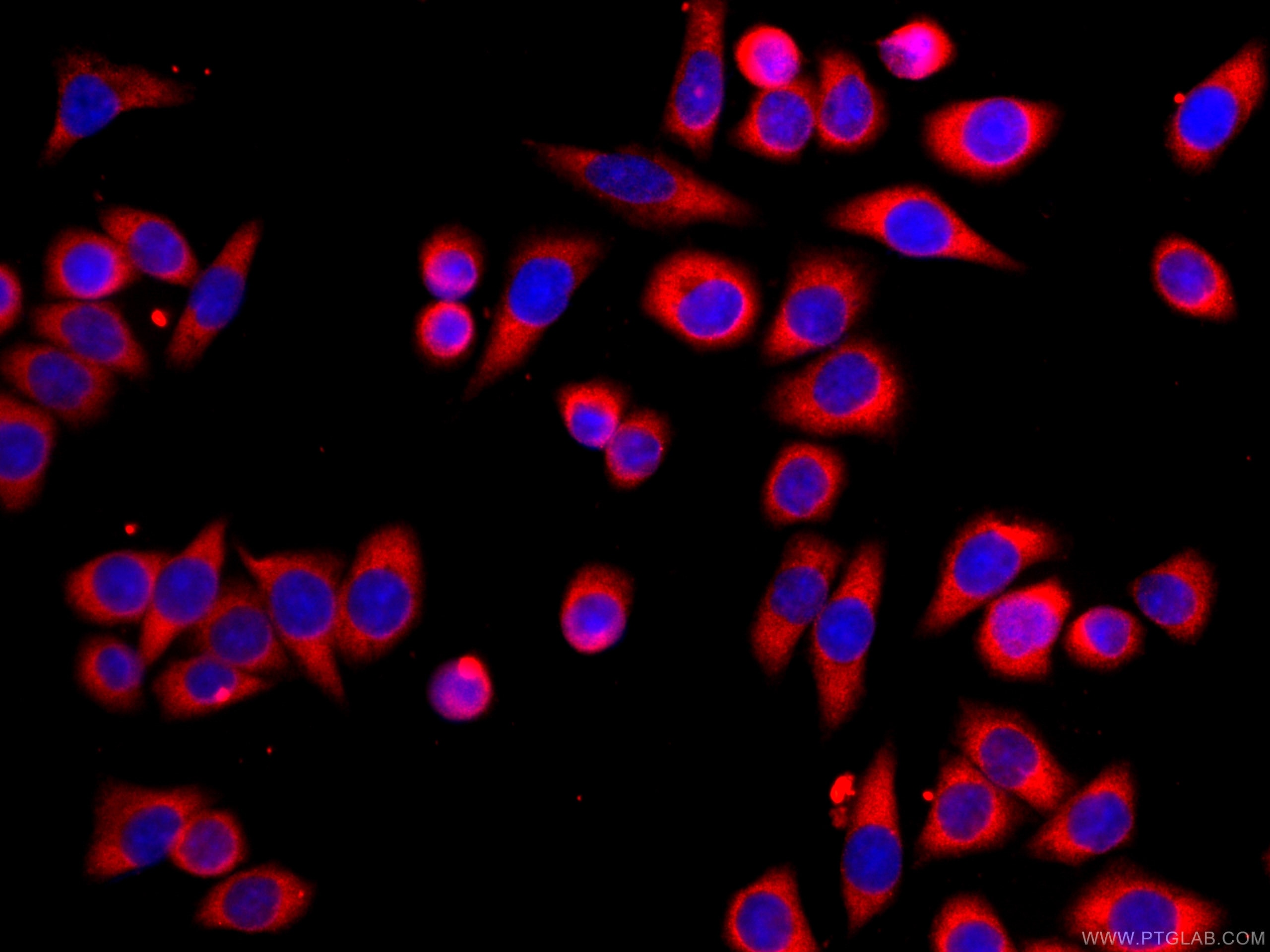 Immunofluorescence (IF) / fluorescent staining of HeLa cells using CoraLite®594-conjugated G3BP1 Monoclonal antibody (CL594-66486)