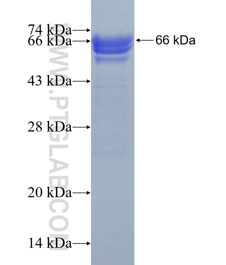 G3BP1 fusion protein Ag3728 SDS-PAGE