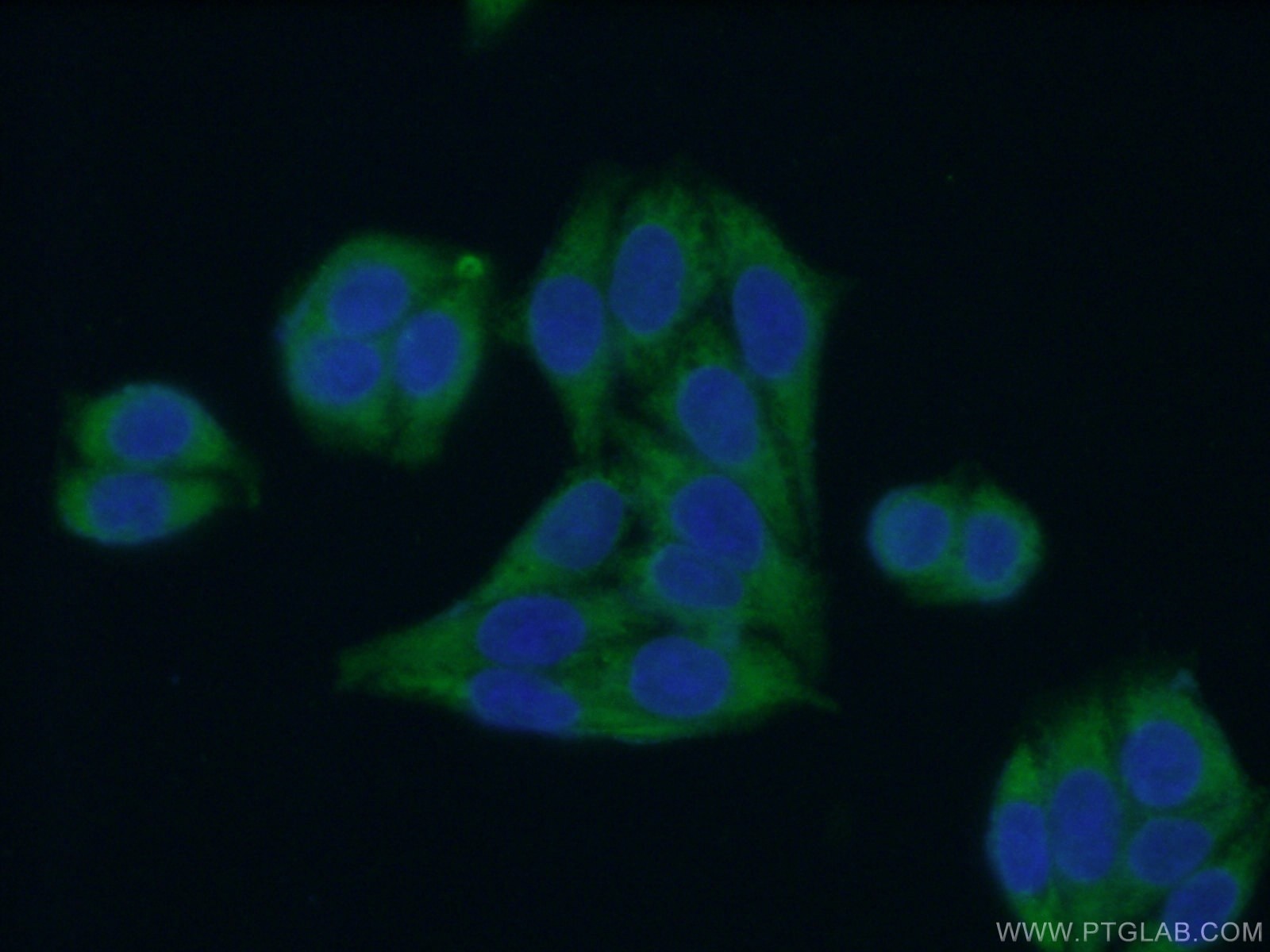 G3BP2 Polyclonal antibody