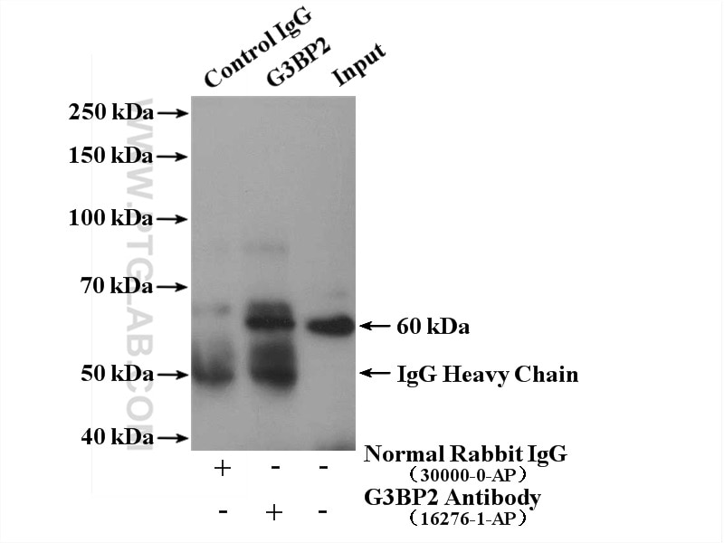 Immunoprecipitation (IP) experiment of HeLa cells using G3BP2 Polyclonal antibody (16276-1-AP)