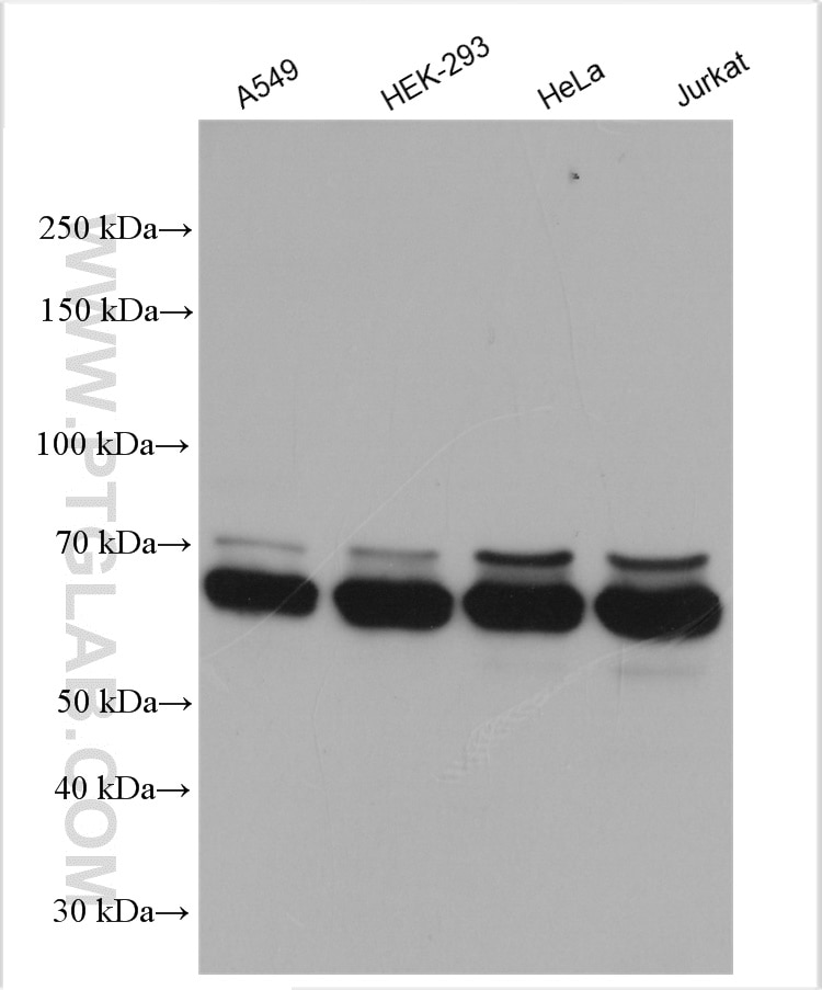 Western Blot (WB) analysis of various lysates using G3BP2 Polyclonal antibody (16276-1-AP)