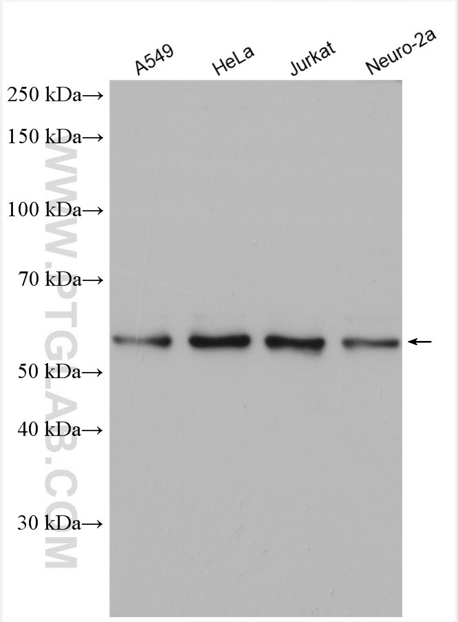 Western Blot (WB) analysis of various lysates using G3BP2 Polyclonal antibody (16276-1-AP)