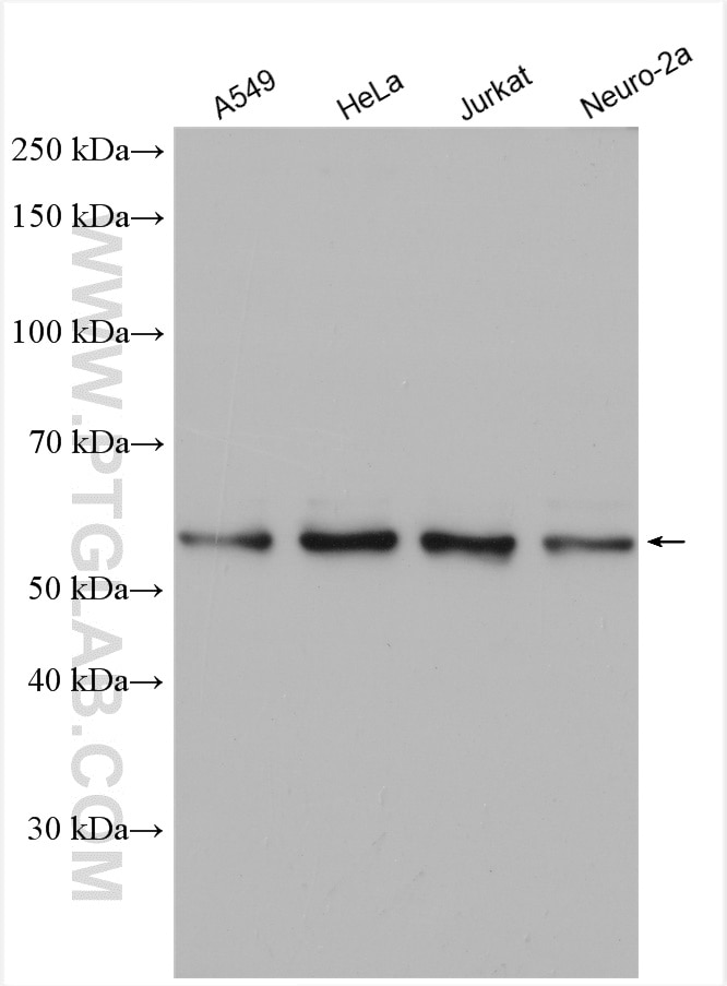 WB analysis using 16276-1-AP