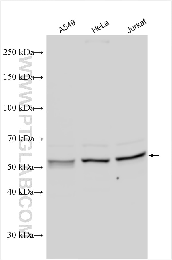 WB analysis using 16276-1-AP