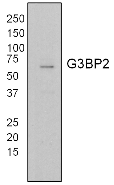 Western Blot (WB) analysis of T47D cells using G3BP2 Polyclonal antibody (16276-1-AP)