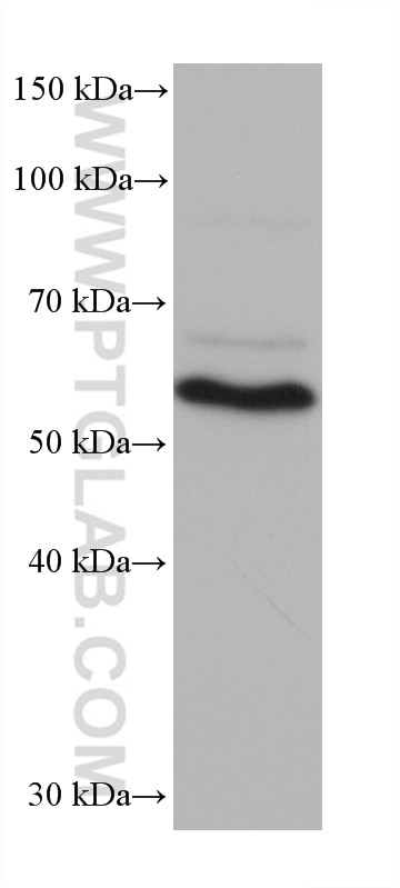 Western Blot (WB) analysis of SCaBER cells using G3BP2 Monoclonal antibody (68580-1-Ig)