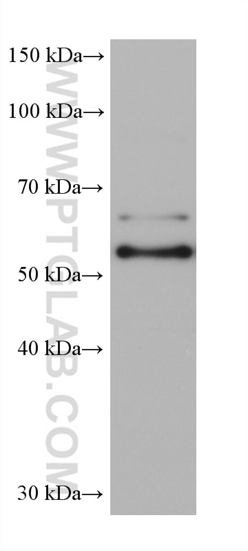 Western Blot (WB) analysis of HCT 116 cells using G3BP2 Monoclonal antibody (68580-1-Ig)