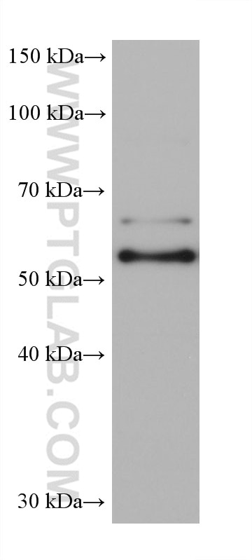 WB analysis of HCT 116 using 68580-1-Ig