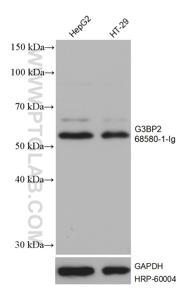 Western Blot (WB) analysis of various lysates using G3BP2 Monoclonal antibody (68580-1-Ig)