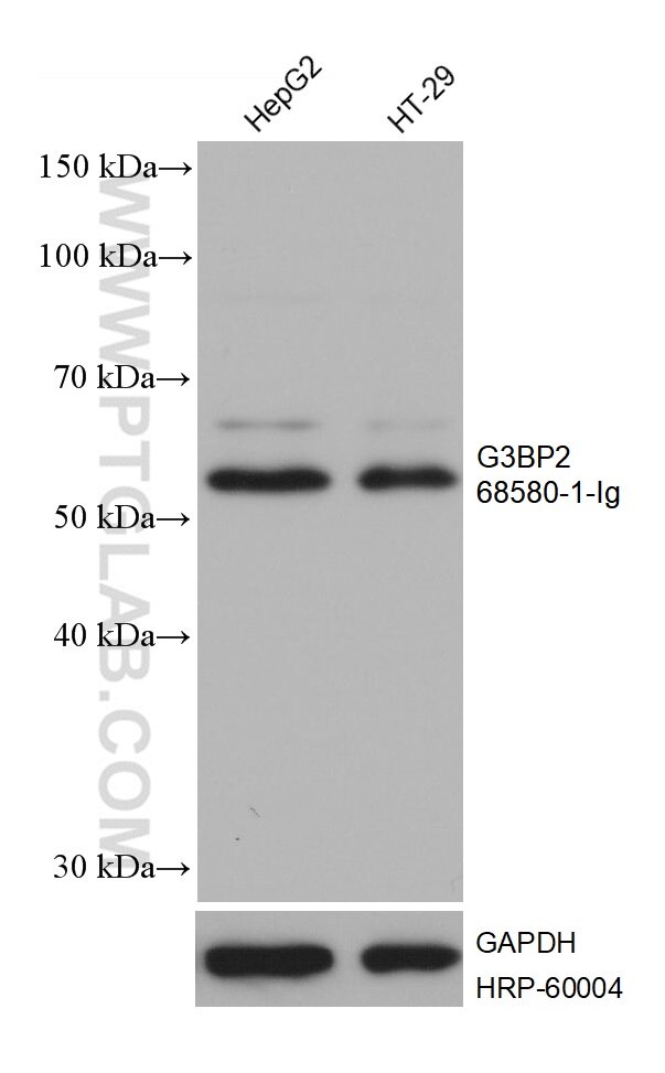 WB analysis using 68580-1-Ig