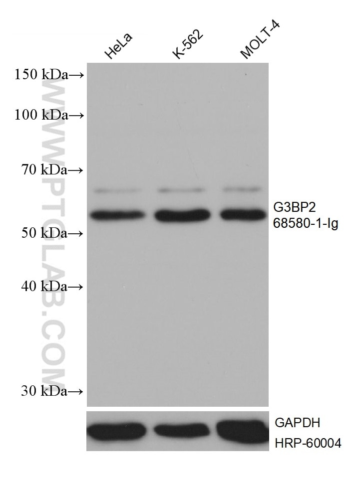 Western Blot (WB) analysis of various lysates using G3BP2 Monoclonal antibody (68580-1-Ig)