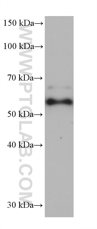 Western Blot (WB) analysis of A549 cells using G3BP2 Monoclonal antibody (68580-1-Ig)