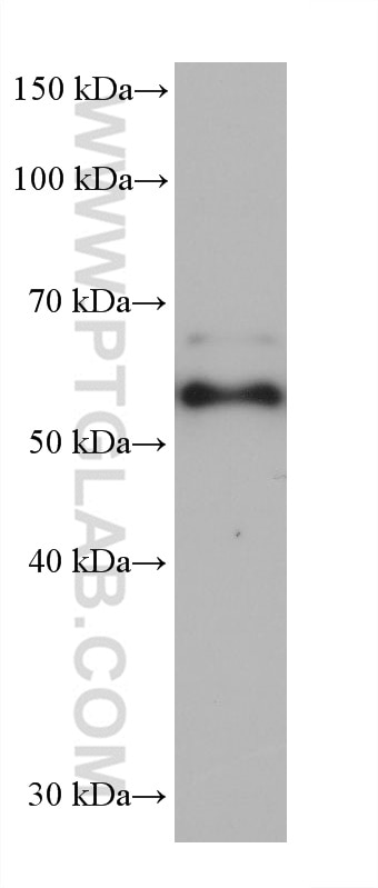 WB analysis of A549 using 68580-1-Ig