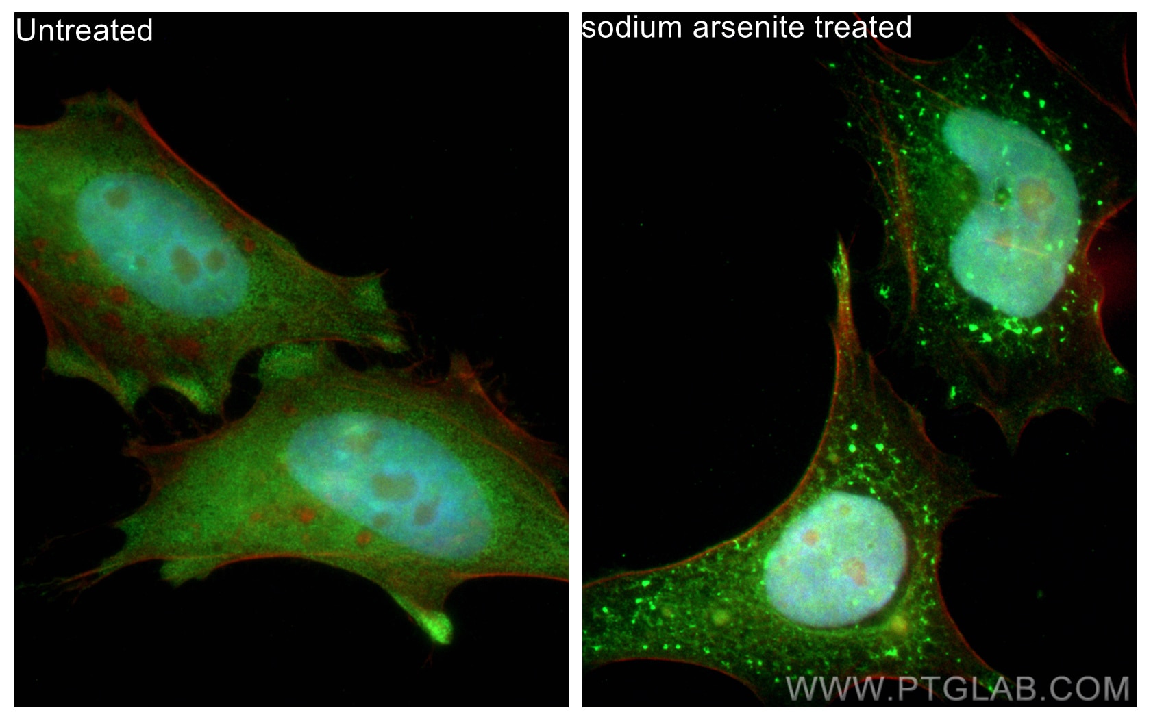 IF Staining of HeLa using CL488-16276