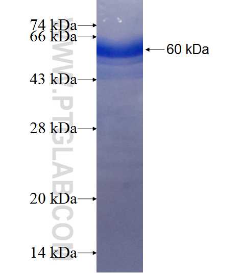 G3BP2 fusion protein Ag9222 SDS-PAGE