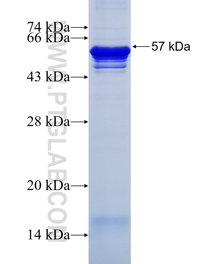 G3BP2 fusion protein Ag9222 SDS-PAGE