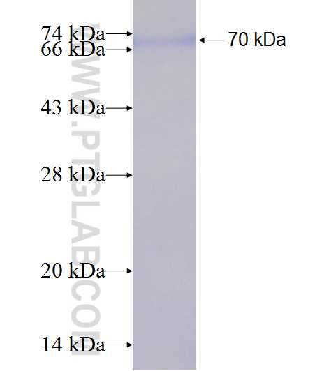 G3BP2 fusion protein Ag9355 SDS-PAGE