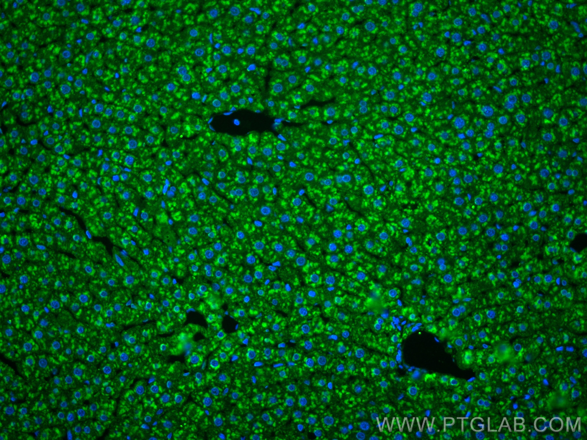 IF Staining of rat liver using 25771-1-AP Immunofluorescence (IF) / fluorescent staining of rat liver tissue using G6PC Polyclonal antibody (25771-1-AP)