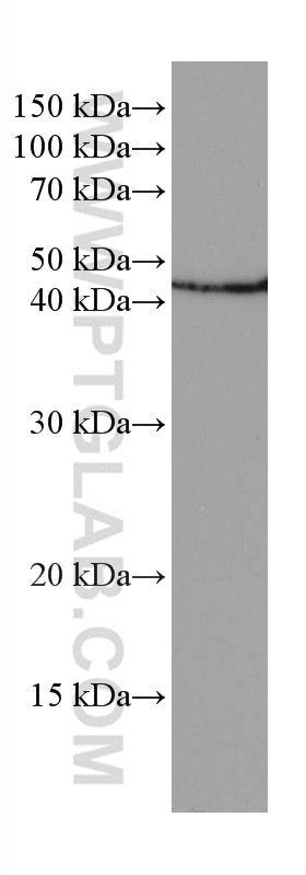 Western Blot (WB) analysis of L02 cells using G6PC Monoclonal antibody (66860-1-Ig)