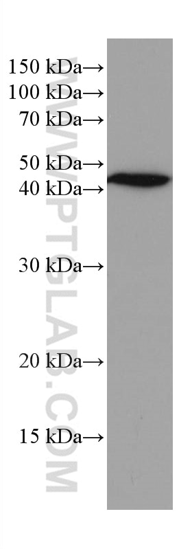 Western Blot (WB) analysis of HuH-7 cells using G6PC Monoclonal antibody (66860-1-Ig)