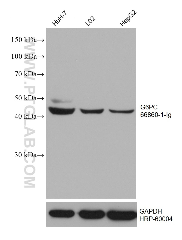 Western Blot (WB) analysis of various lysates using G6PC Monoclonal antibody (66860-1-Ig)
