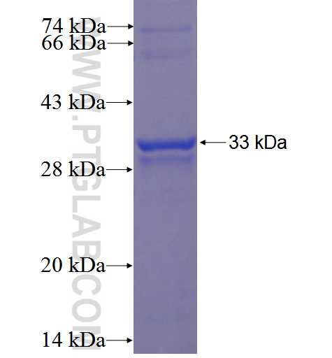 G6PC fusion protein Ag22683 SDS-PAGE