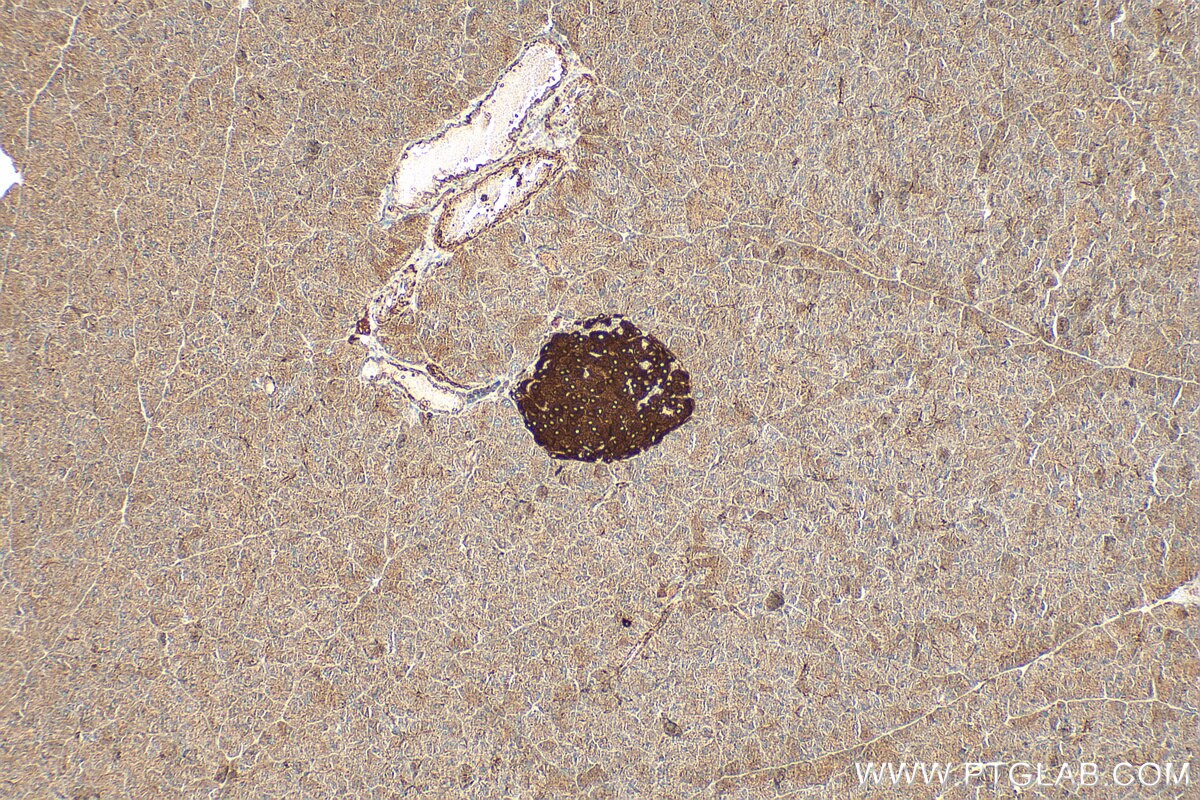 Immunohistochemical analysis of paraffin-embedded mouse pancreas tissue slide using 18074-1-AP (G6PC2 antibody) at dilution of 1:200 (under 10x lens). Heat mediated antigen retrieval with Tris-EDTA buffer (pH 9.0). Immunohistochemistry (IHC) staining of mouse pancreas tissue using G6PC2 Polyclonal antibody (18074-1-AP)