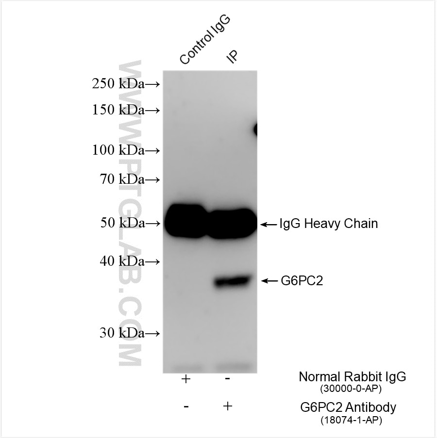 IP result of anti-G6PC2 (IP:18074-1-AP, 4ug; Detection:18074-1-AP 1:500) with mouse pancreas tissue lysate 2480 ug. Immunoprecipitation (IP) experiment of mouse pancreas tissue using G6PC2 Polyclonal antibody (18074-1-AP)