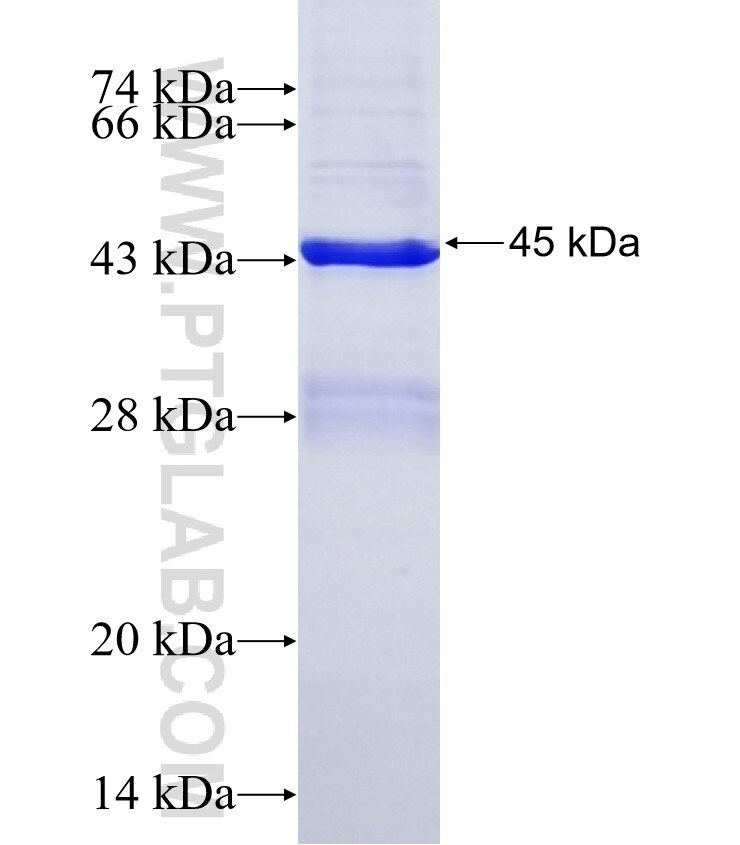 G6PC2 fusion protein Ag12764 SDS-PAGE