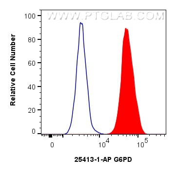 Flow cytometry (FC) experiment of HeLa cells using G6PD Polyclonal antibody (25413-1-AP)