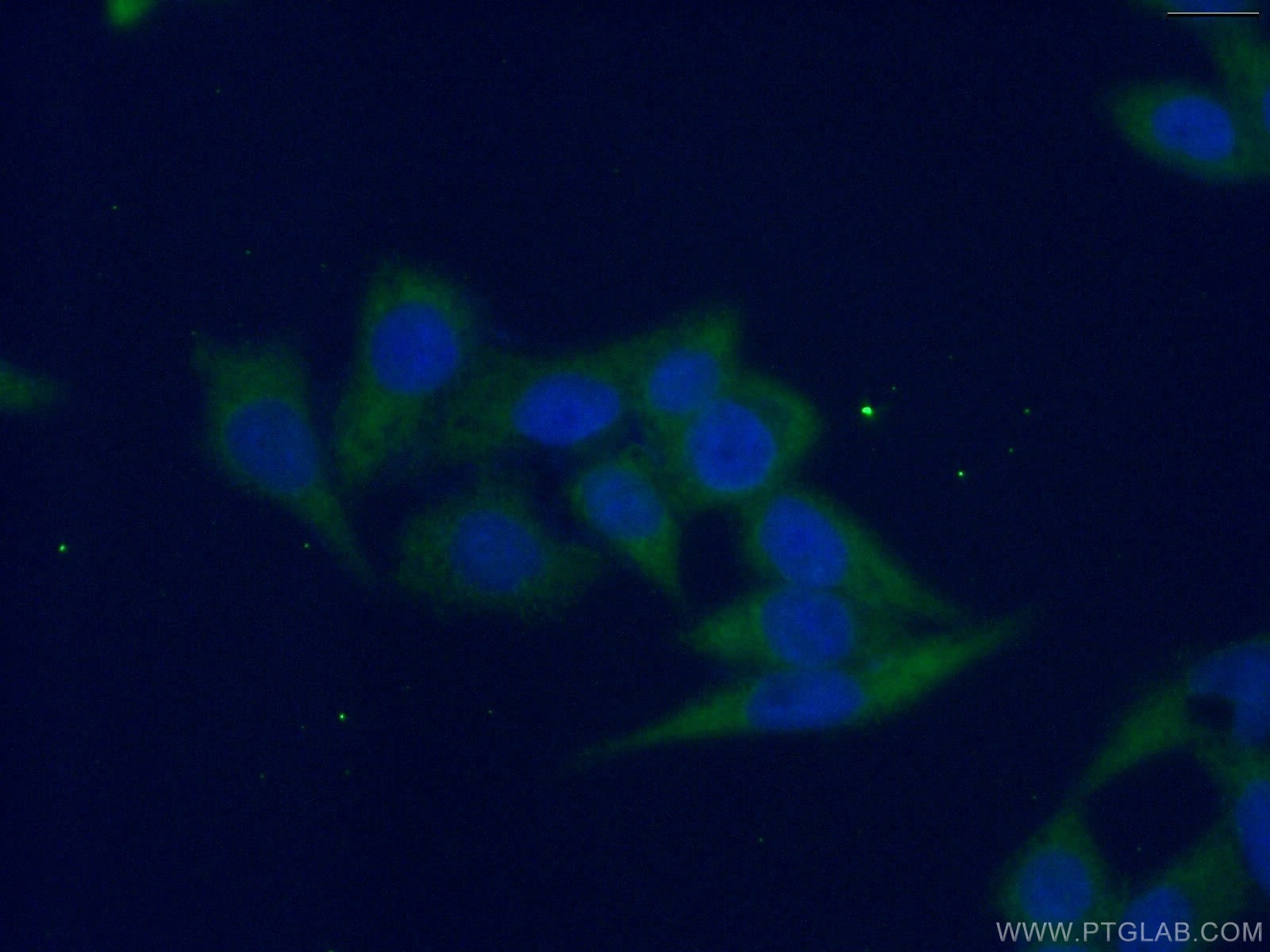 IF Staining of HeLa using 66373-1-Ig