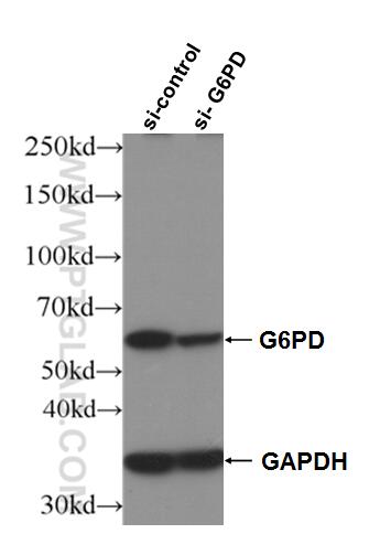 WB analysis of HeLa using 66373-1-Ig