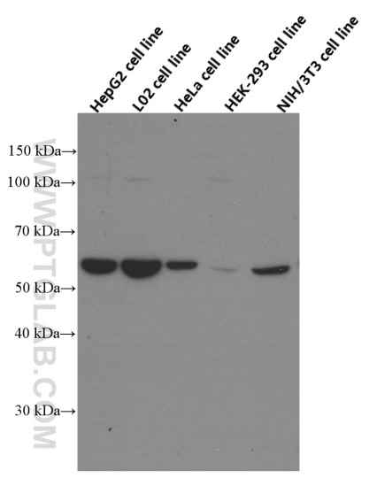 WB analysis of HepG2 using 66373-1-Ig