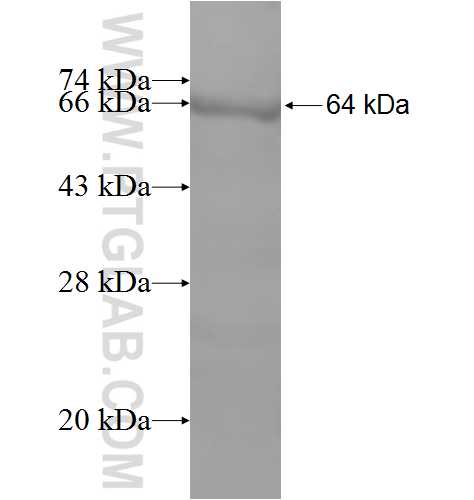 GAA fusion protein Ag5690 SDS-PAGE