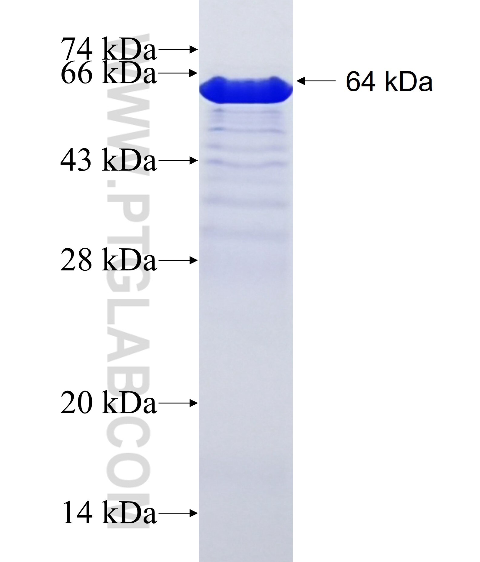 GAB1 fusion protein Ag24383 SDS-PAGE