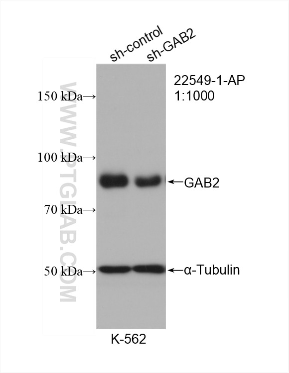 Western Blot (WB) analysis of K-562 cells using GAB2 Polyclonal antibody (22549-1-AP)