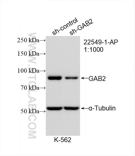 Western Blot (WB) analysis of K-562 cells using GAB2 Polyclonal antibody (29272-1-AP)