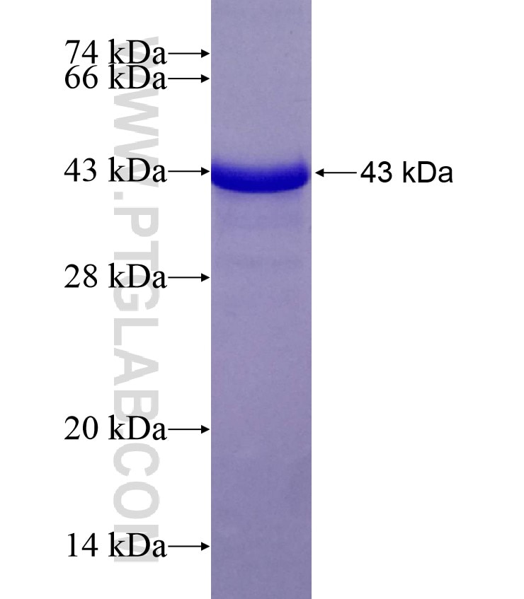 GAB2 fusion protein Ag18500 SDS-PAGE