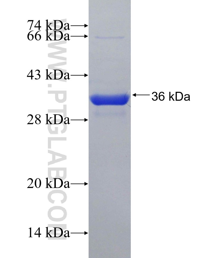 GAB2 fusion protein Ag30347 SDS-PAGE